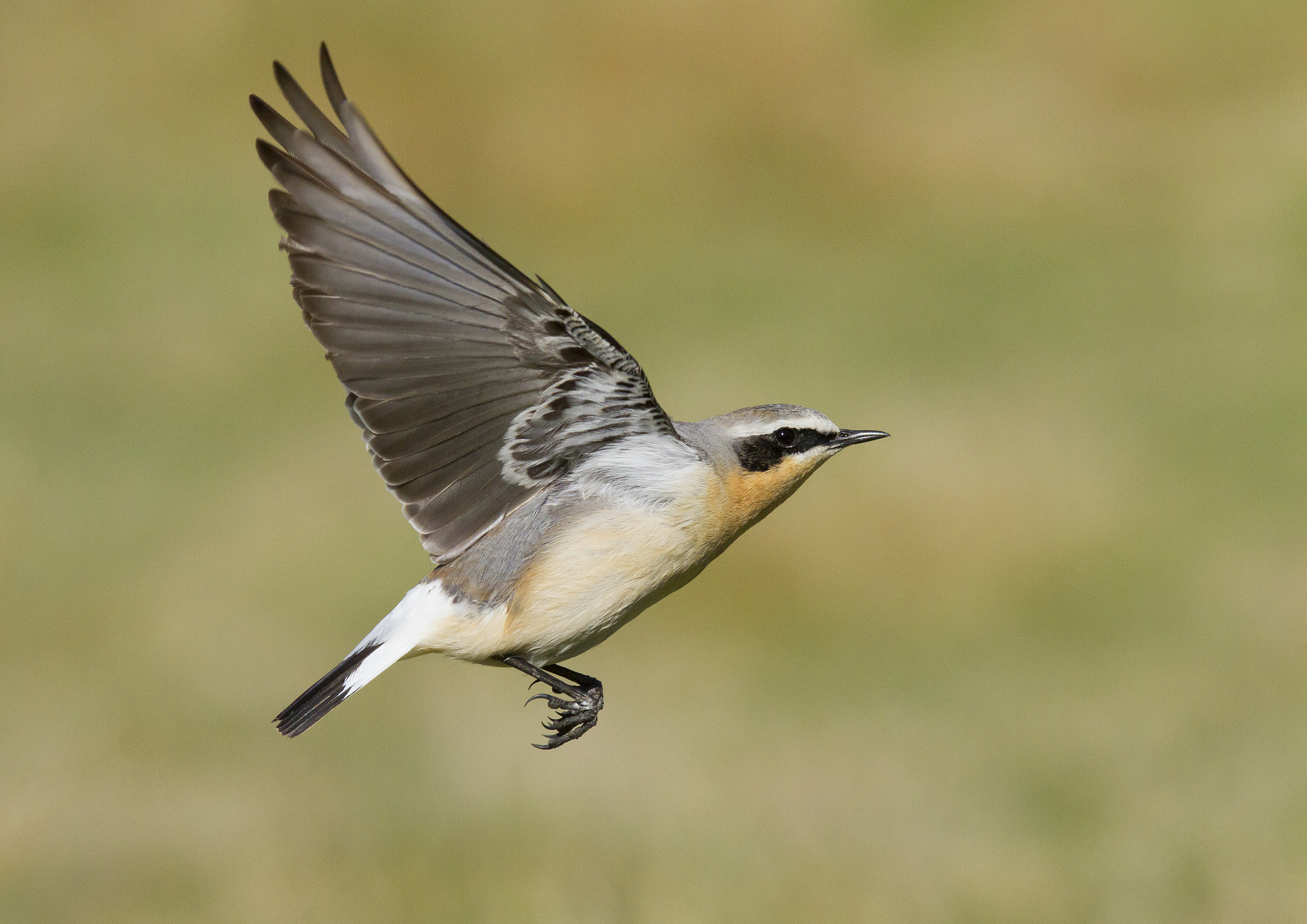 Canon EOS 7D + Canon EF 300mm F2.8L IS USM sample photo. Wheatear in flight photography