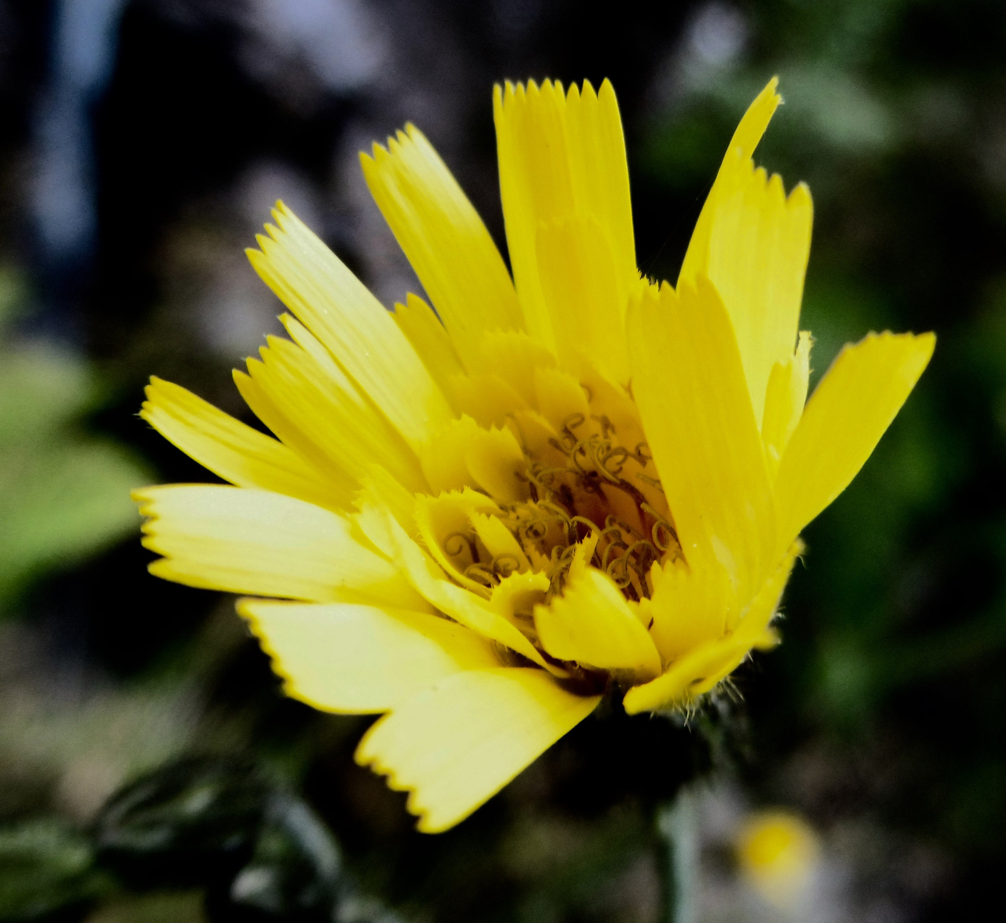 Panasonic DMC-SZ8 sample photo. Yellow photography