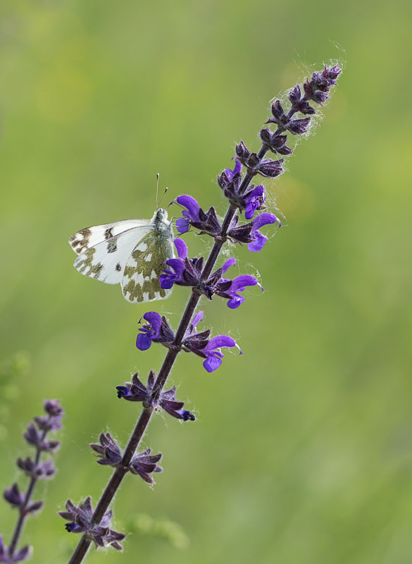 Canon EF-S 60mm F2.8 Macro USM sample photo. *** photography