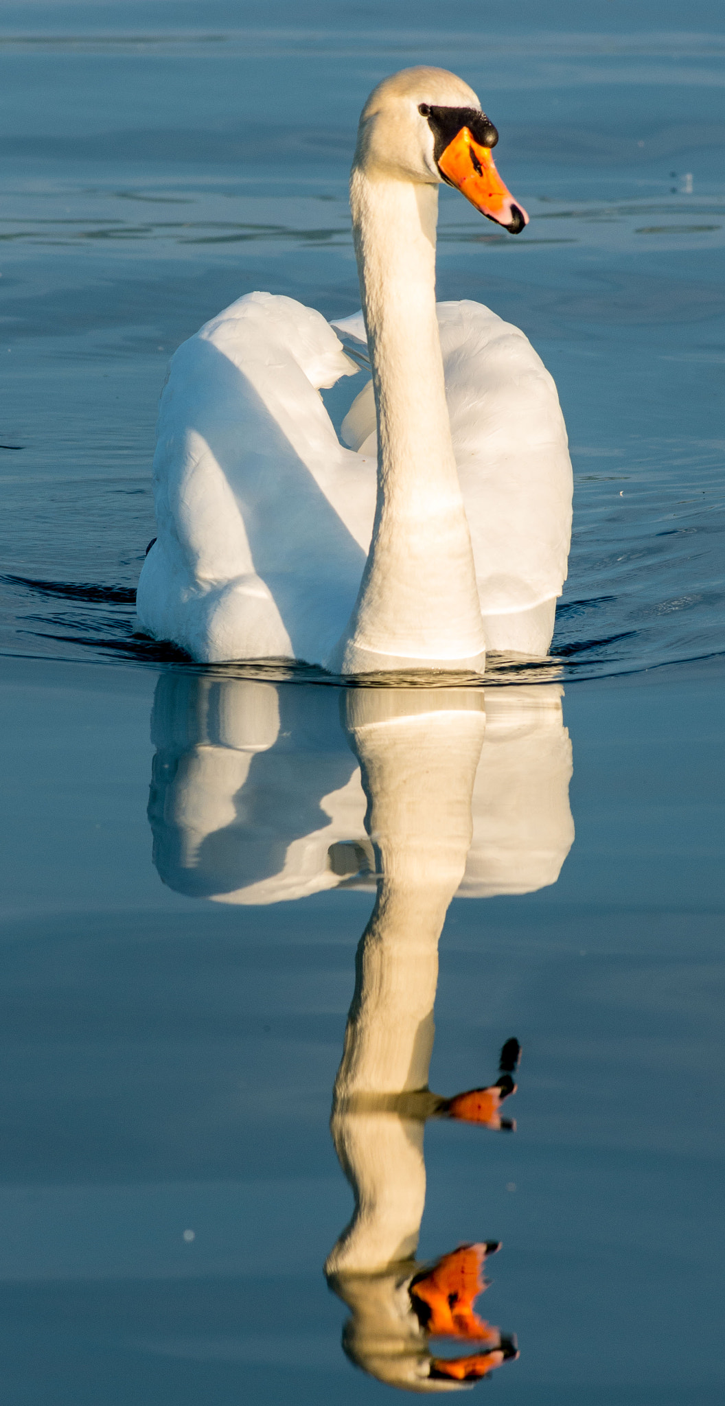 Pentax K-5 II + Pentax smc DA* 200mm F2.8 ED (IF) SDM sample photo. The white swan photography