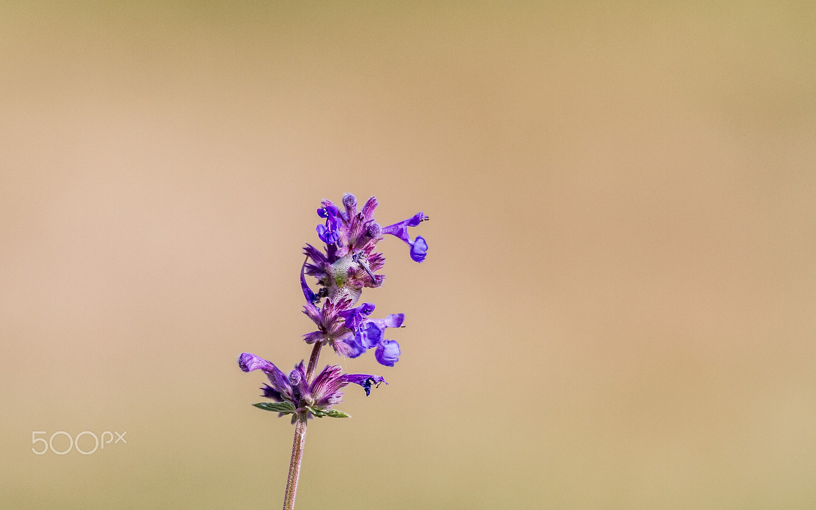 150-600mm F5-6.3 DG OS HSM | Sports 014 sample photo. Flower and salivary photography
