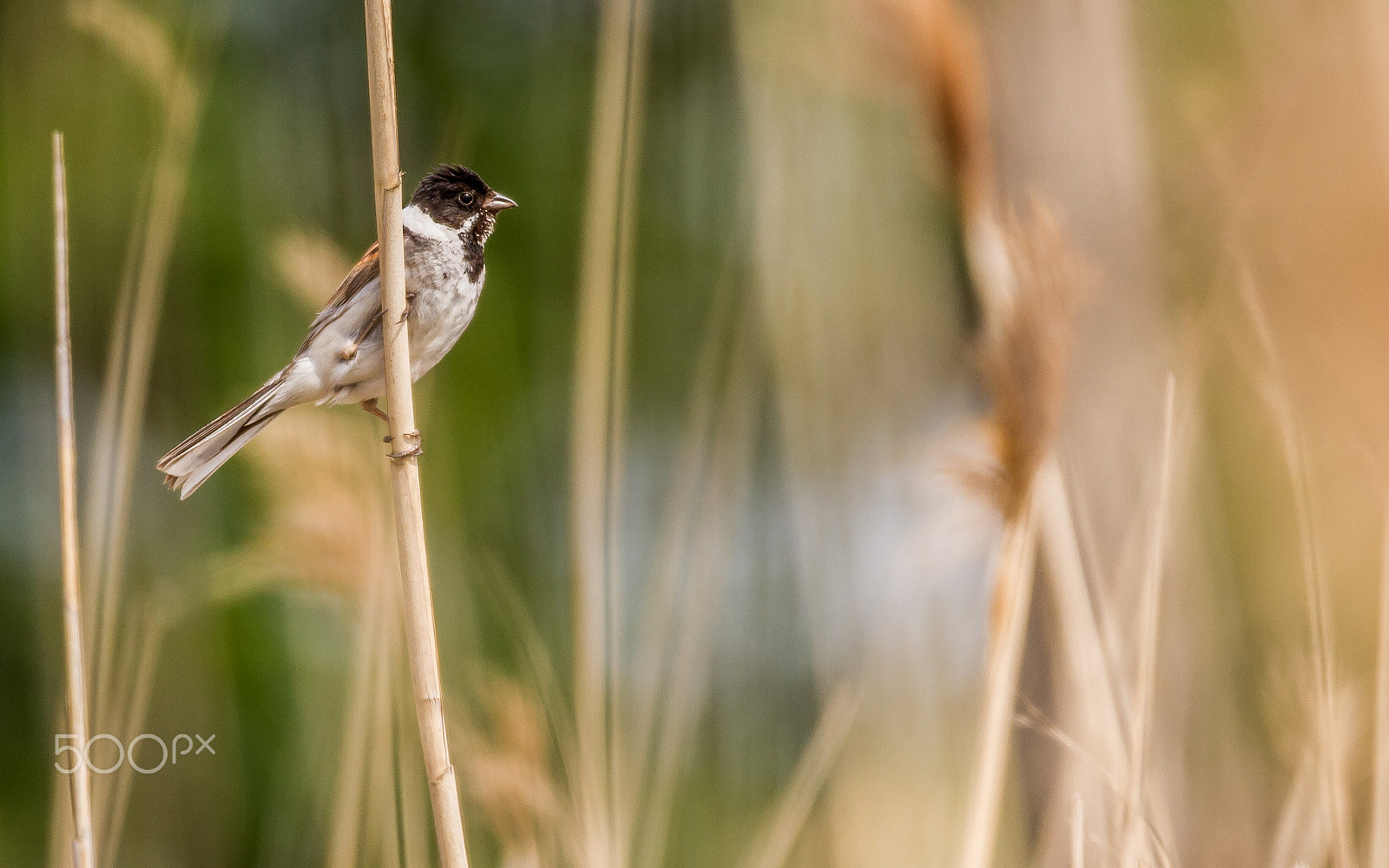 150-600mm F5-6.3 DG OS HSM | Sports 014 sample photo. Reed bunting photography