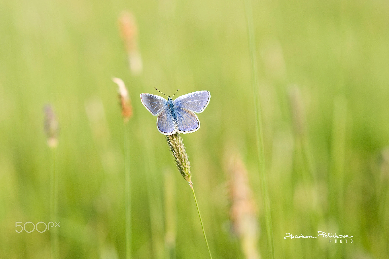 Nikon AF-S Micro-Nikkor 60mm F2.8G ED sample photo. Meadow dreaming photography