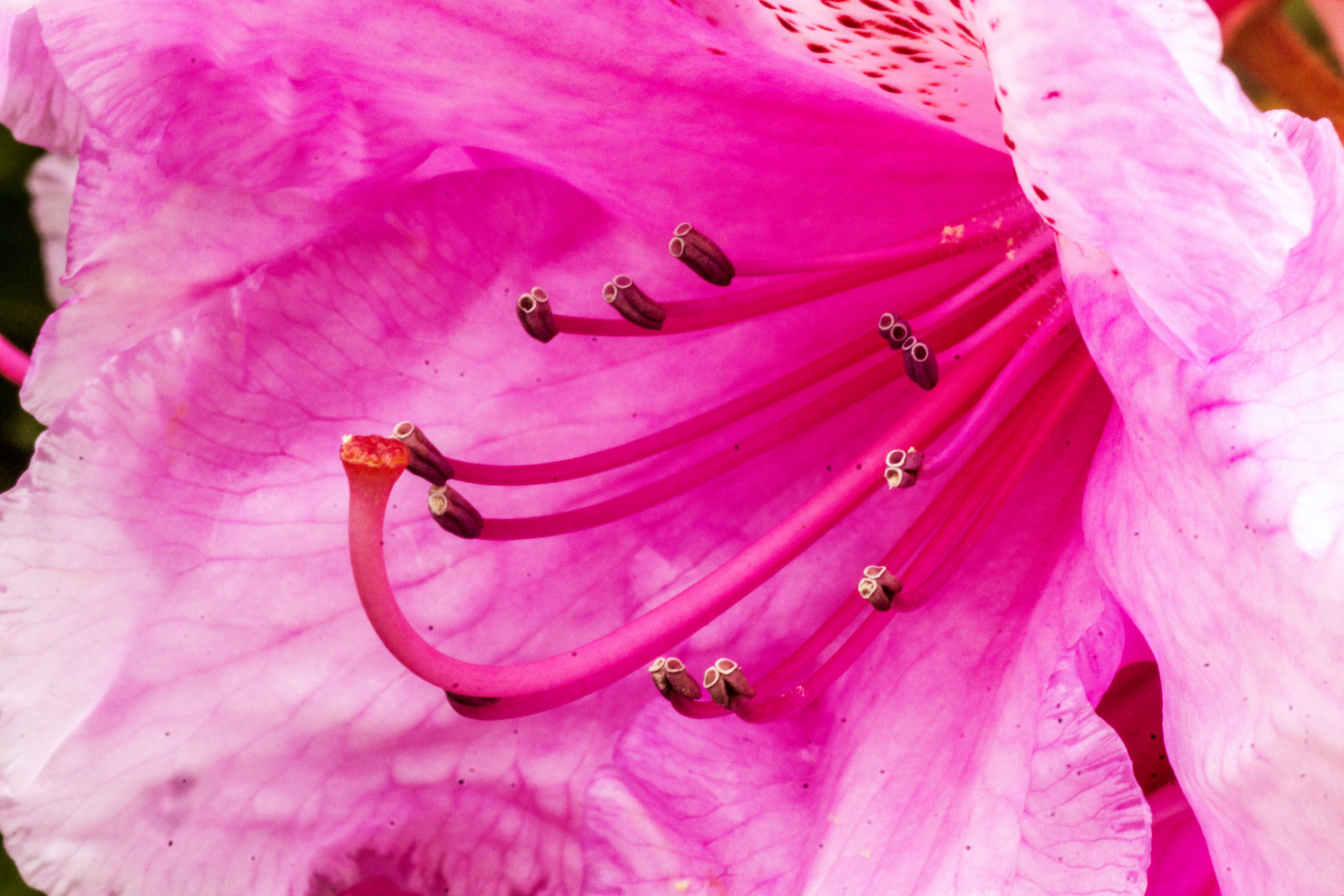 Sony SLT-A77 + Minolta AF 100mm F2.8 Macro [New] sample photo. Pink flower cemetary macro photography