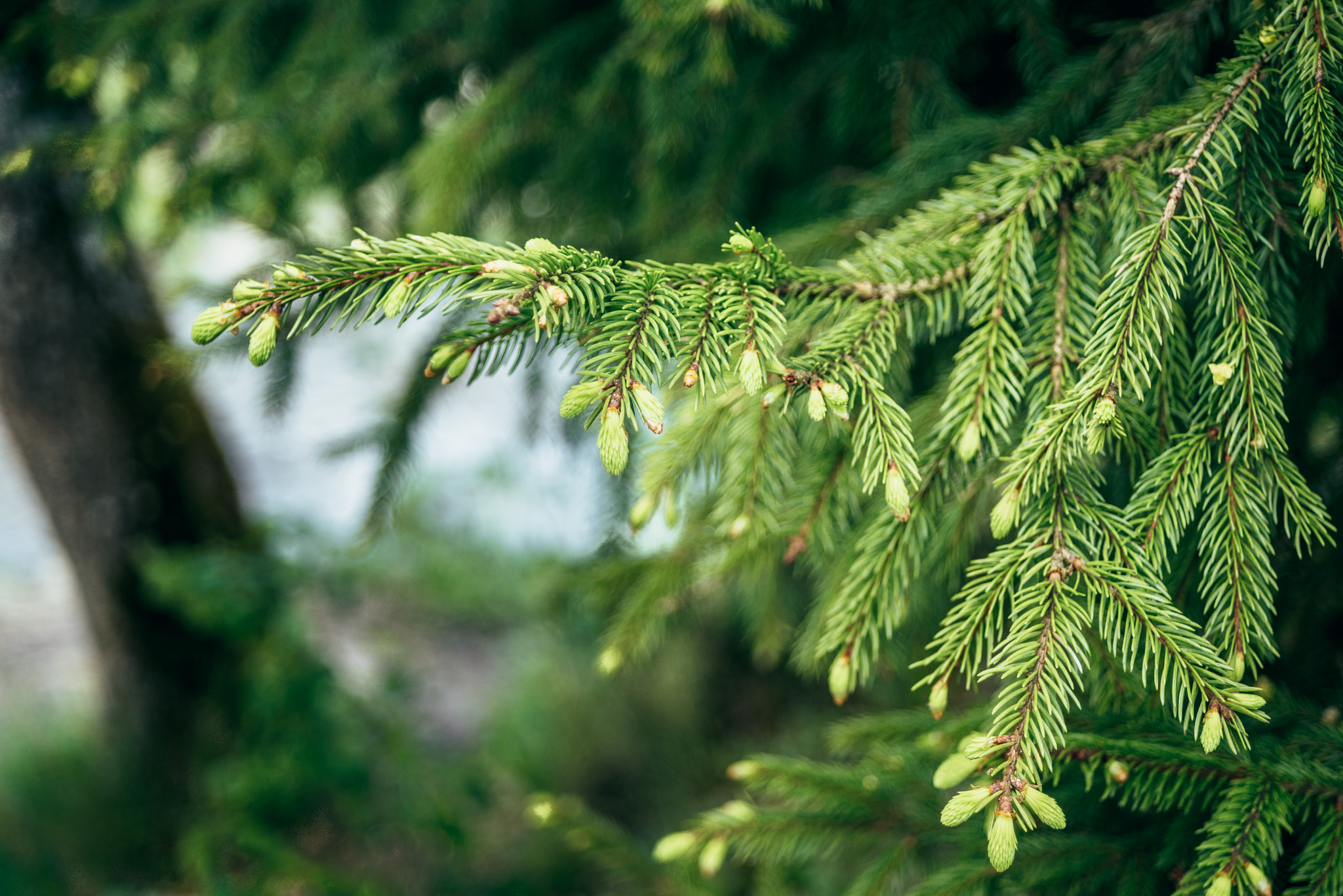 AF Zoom-Nikkor 28-70mm f/3.5-4.5D sample photo. Keila-joa forest photography