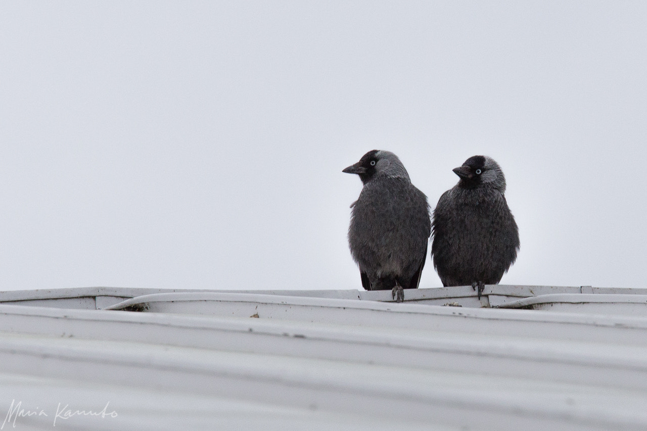 Canon EF 70-200mm F4L IS USM sample photo. Jackdaw couple on a rooftop date photography