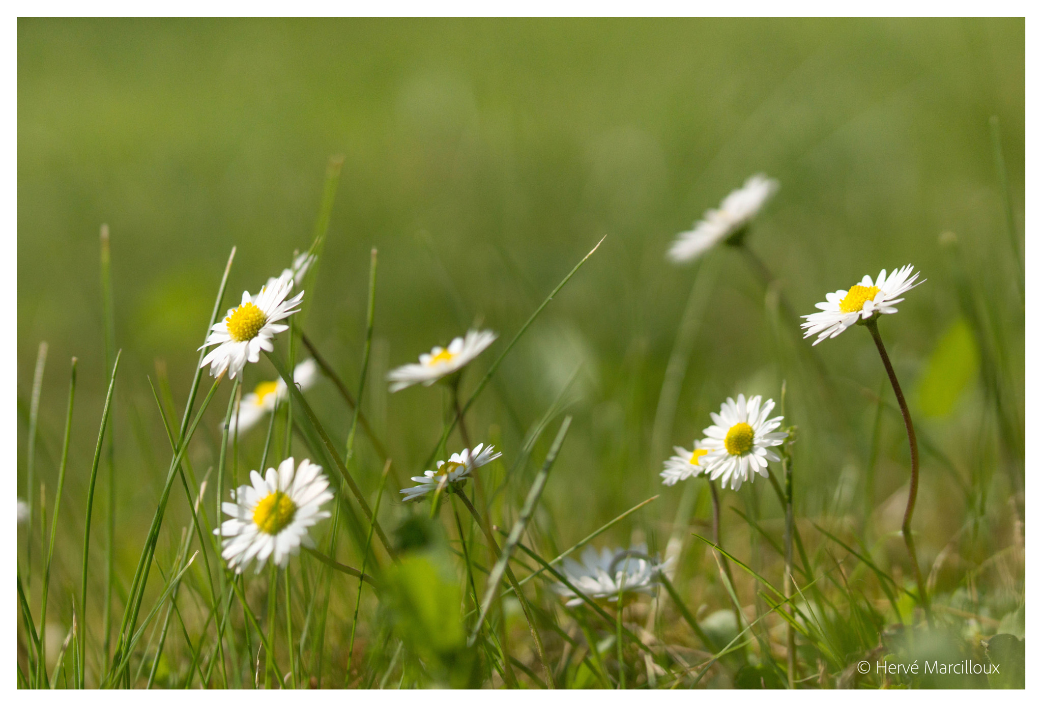 Sony SLT-A77 + 105mm F2.8 sample photo. Small daisies photography