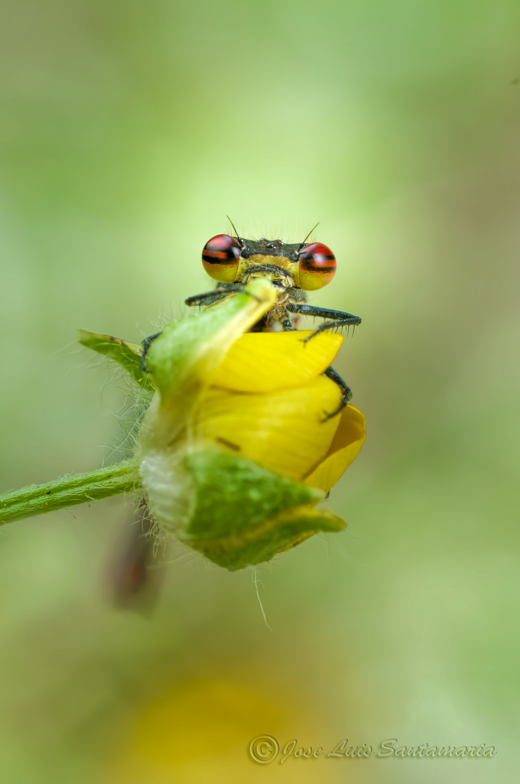 Nikon D300S sample photo. Pyrrhosoma nymphula photography