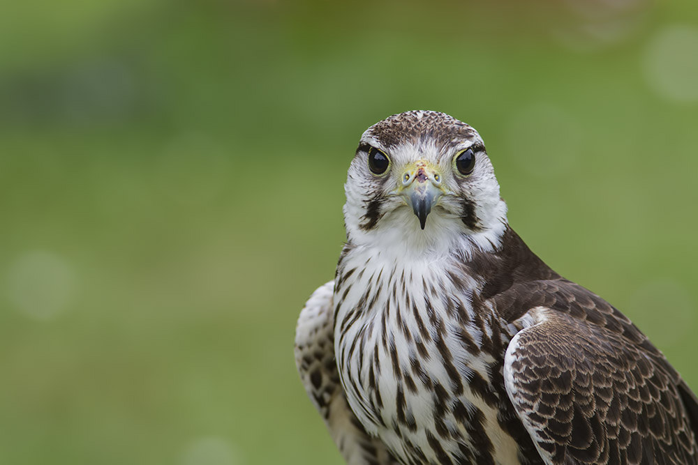 Canon EOS 7D + Canon EF 400mm F5.6L USM sample photo. Lannerfalk photography