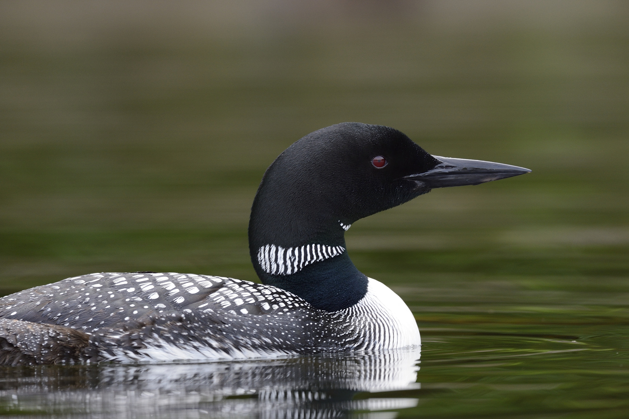 Nikon AF-S Nikkor 800mm F5.6E FL ED VR sample photo. Plongeon huard, gavia immer, great northern loon photography