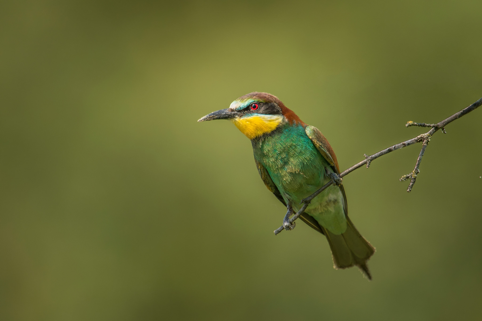 Nikon D4S + Nikon AF-S Nikkor 600mm F4G ED VR sample photo. Bee eater photography