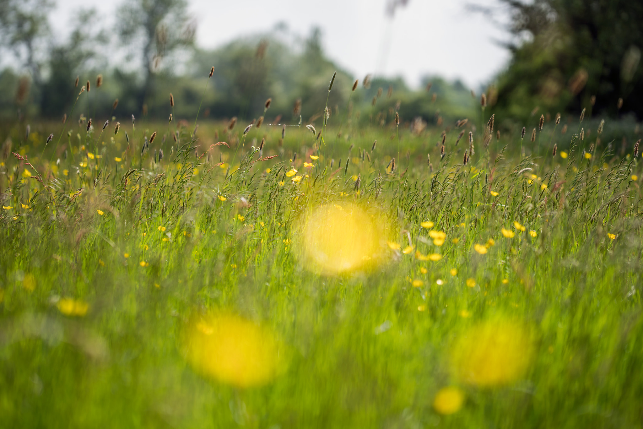 Sony a7R II + Canon EF 100mm F2.8L Macro IS USM sample photo. The meadow photography