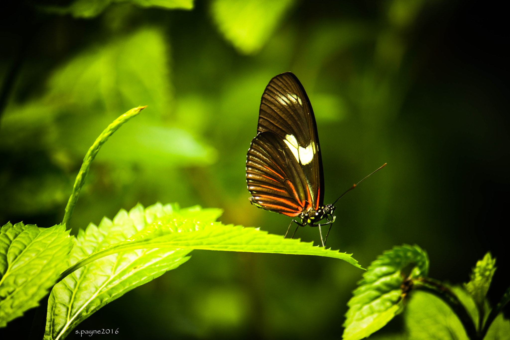 Canon EOS 1000D (EOS Digital Rebel XS / EOS Kiss F) sample photo. Still beauty photography