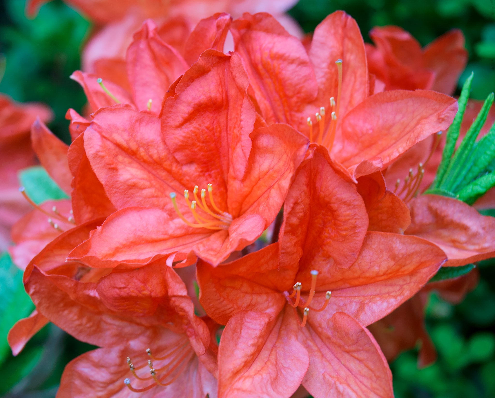 AF Zoom-Nikkor 28-80mm f/3.3-5.6G sample photo. . photography
