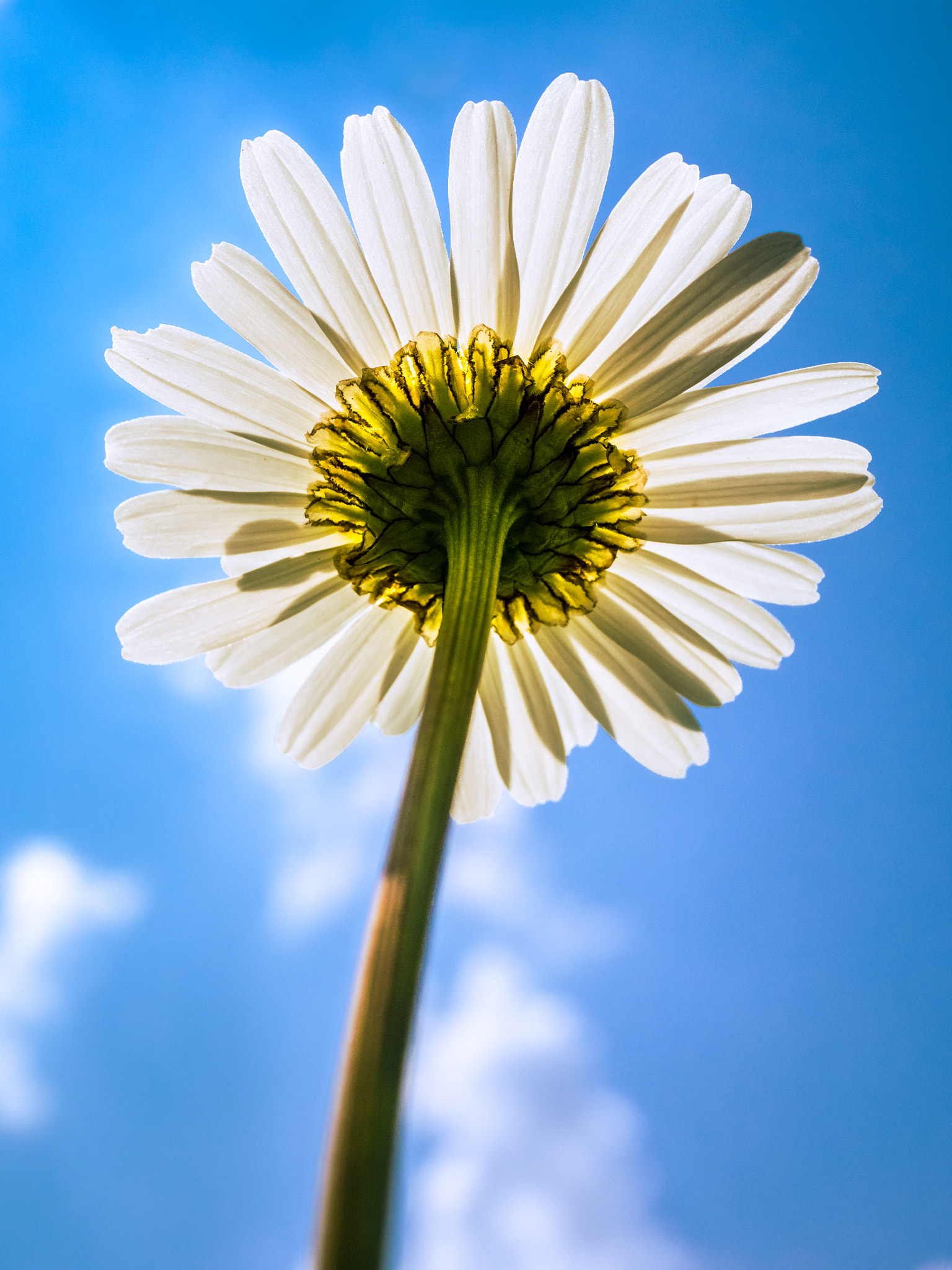Panasonic Lumix G Macro 30mm F2.8 ASPH Mega OIS sample photo. Marguerite [leucanthemum vulgare] in the sky photography