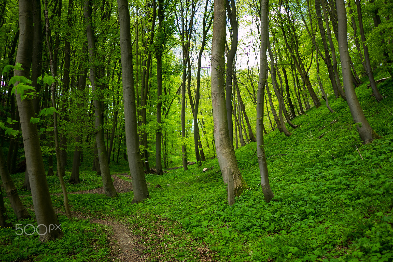 Panasonic Lumix DMC-GM1 + LEICA DG SUMMILUX 15/F1.7 sample photo. Deep forest photography