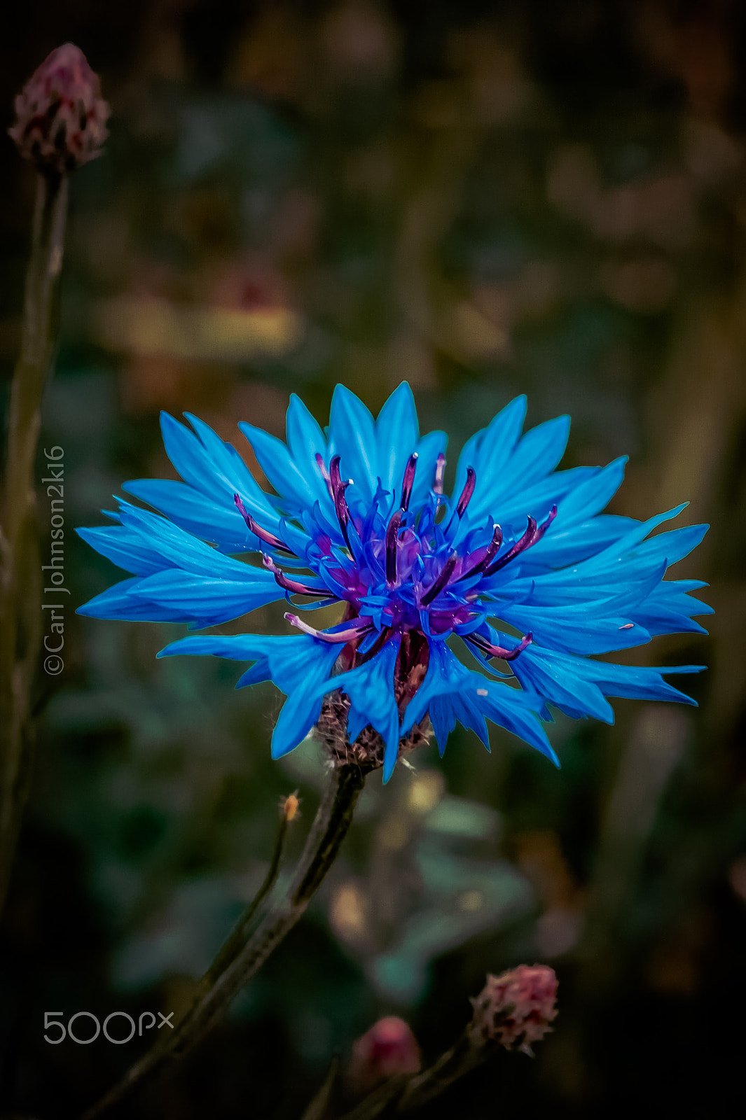 Sony Alpha DSLR-A450 sample photo. Blue photography