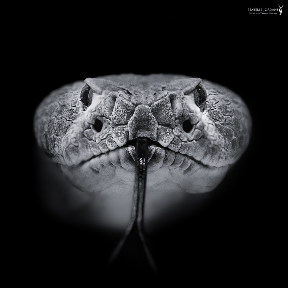 Sigma APO Macro 150mm f/2.8 EX DG HSM sample photo. Rattles in the deep photography