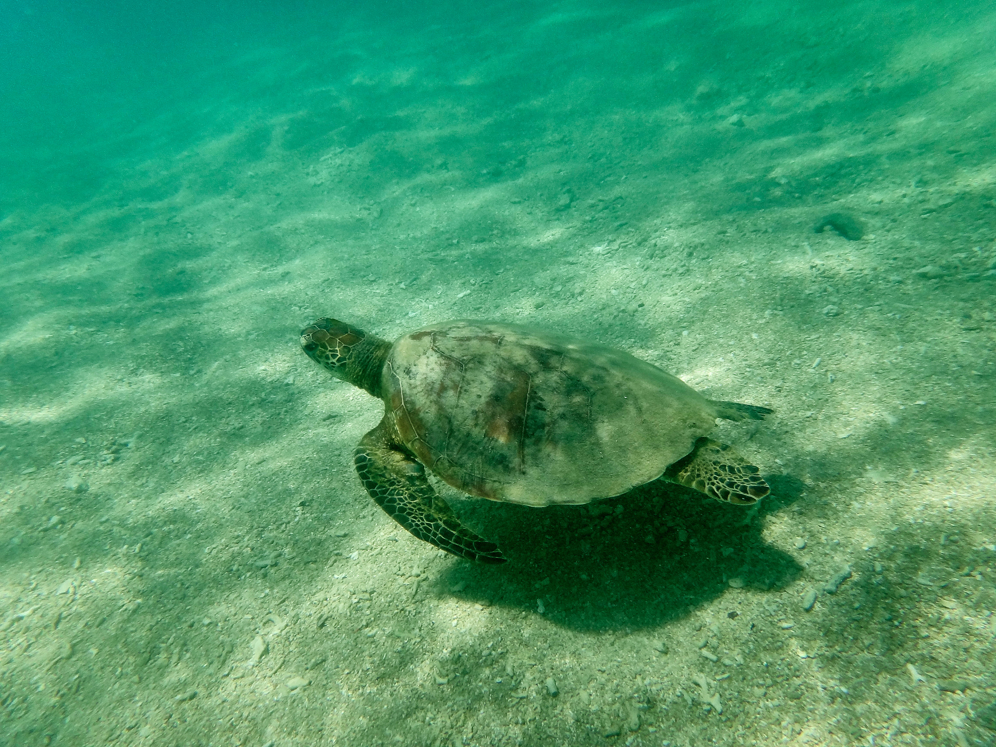 Sony Cyber-shot DSC-TX10 sample photo. Sea turtle photography
