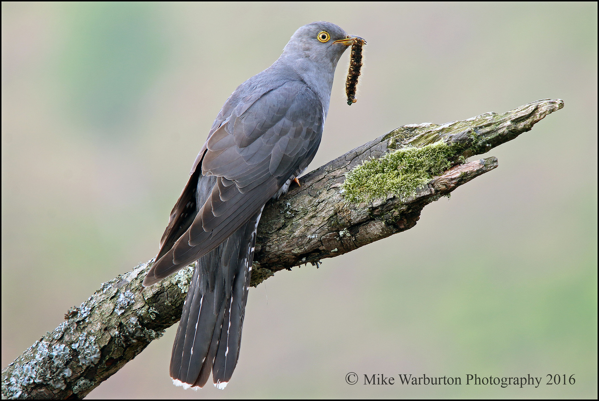 Sigma 50-500mm f/4-6.3 APO HSM EX sample photo. Cuckoo photography