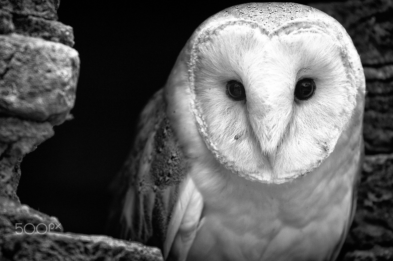 Nikon AF-S Nikkor 70-200mm F4G ED VR sample photo. Owly photography