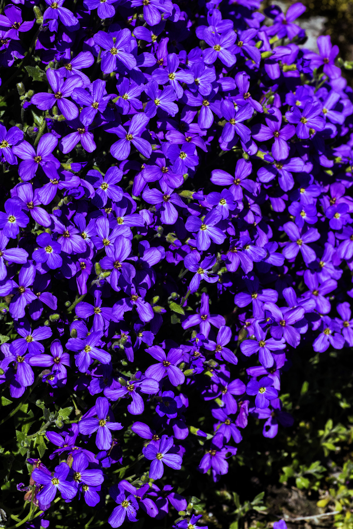 Sony SLT-A77 + Minolta AF 100mm F2.8 Macro [New] sample photo. Purple flowers photography