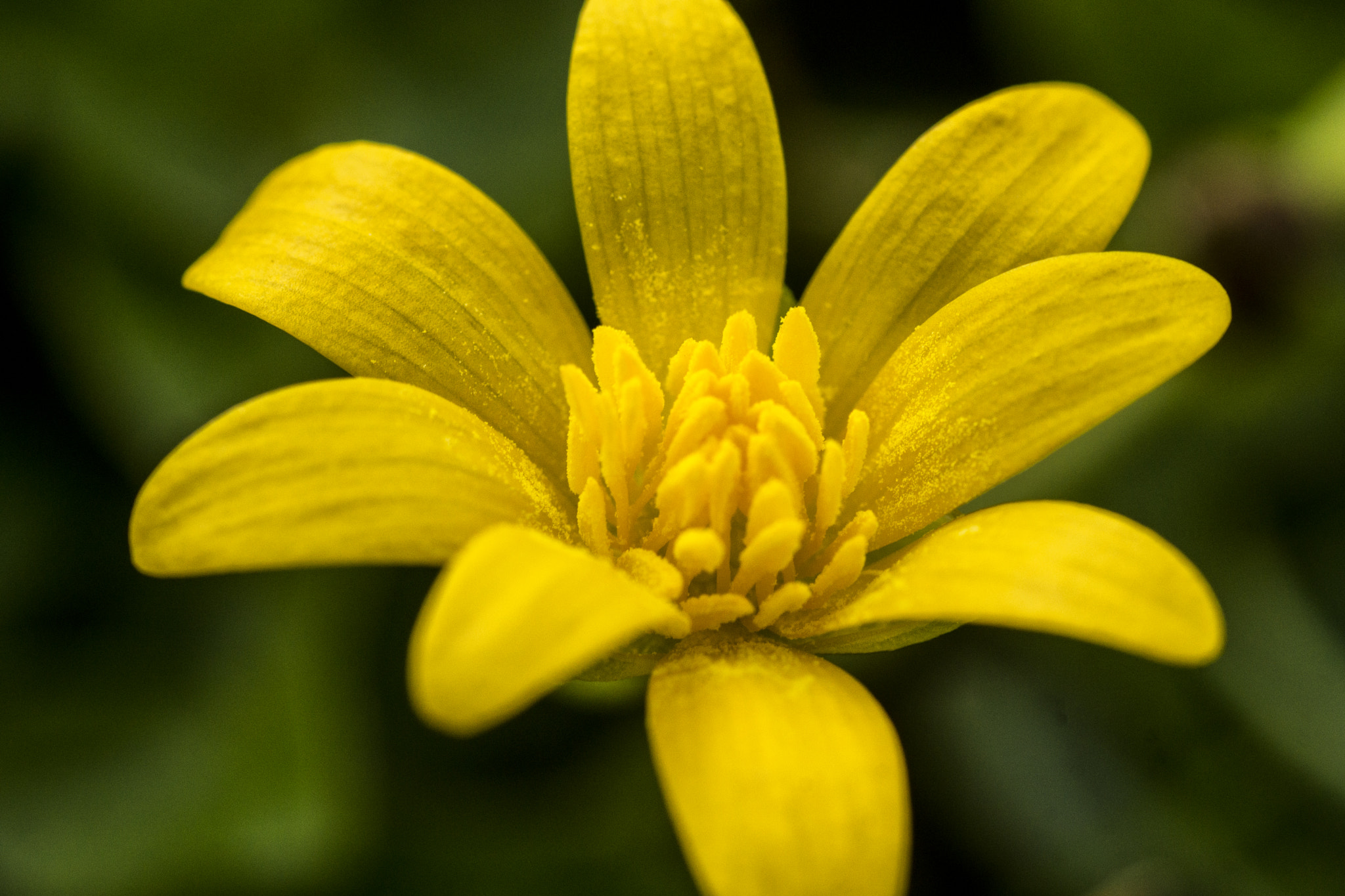 Sony SLT-A77 + Minolta AF 100mm F2.8 Macro [New] sample photo. Buttercup photography