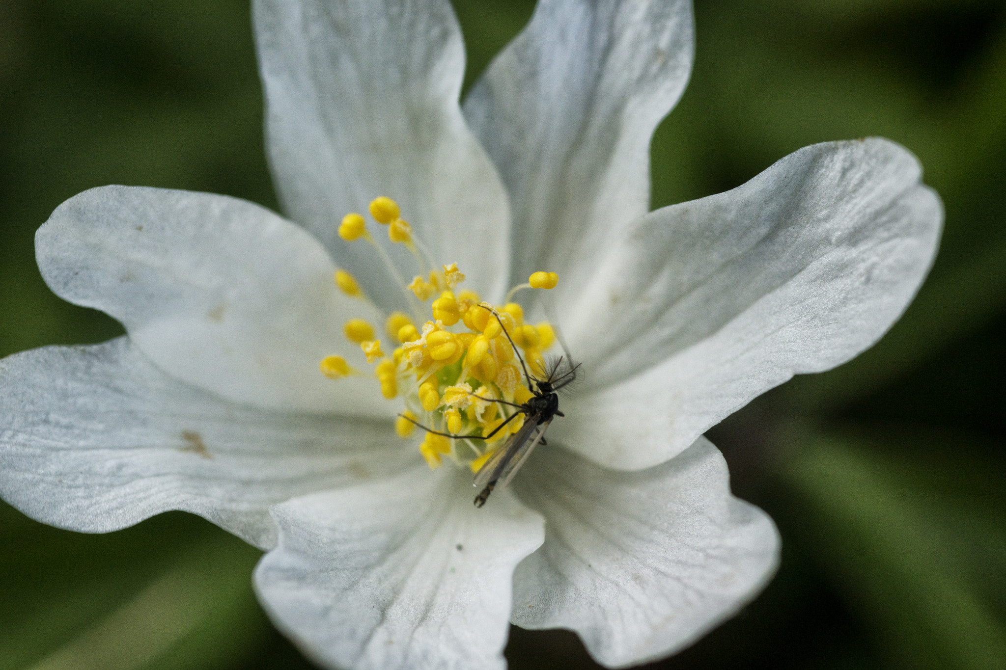 Sony SLT-A77 + Minolta AF 100mm F2.8 Macro [New] sample photo. Fly on white flower photography