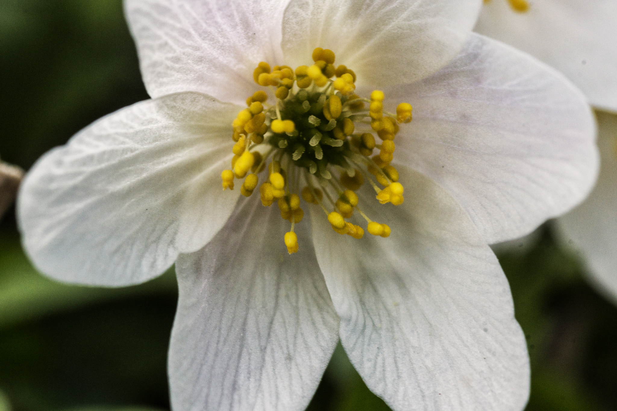 Sony SLT-A77 + Minolta AF 100mm F2.8 Macro [New] sample photo. White flower photography