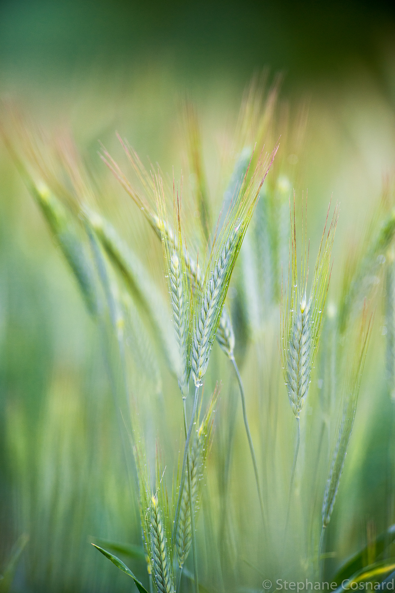 Nikon AF-S Nikkor 300mm F2.8G ED VR II sample photo. Simply nature photography