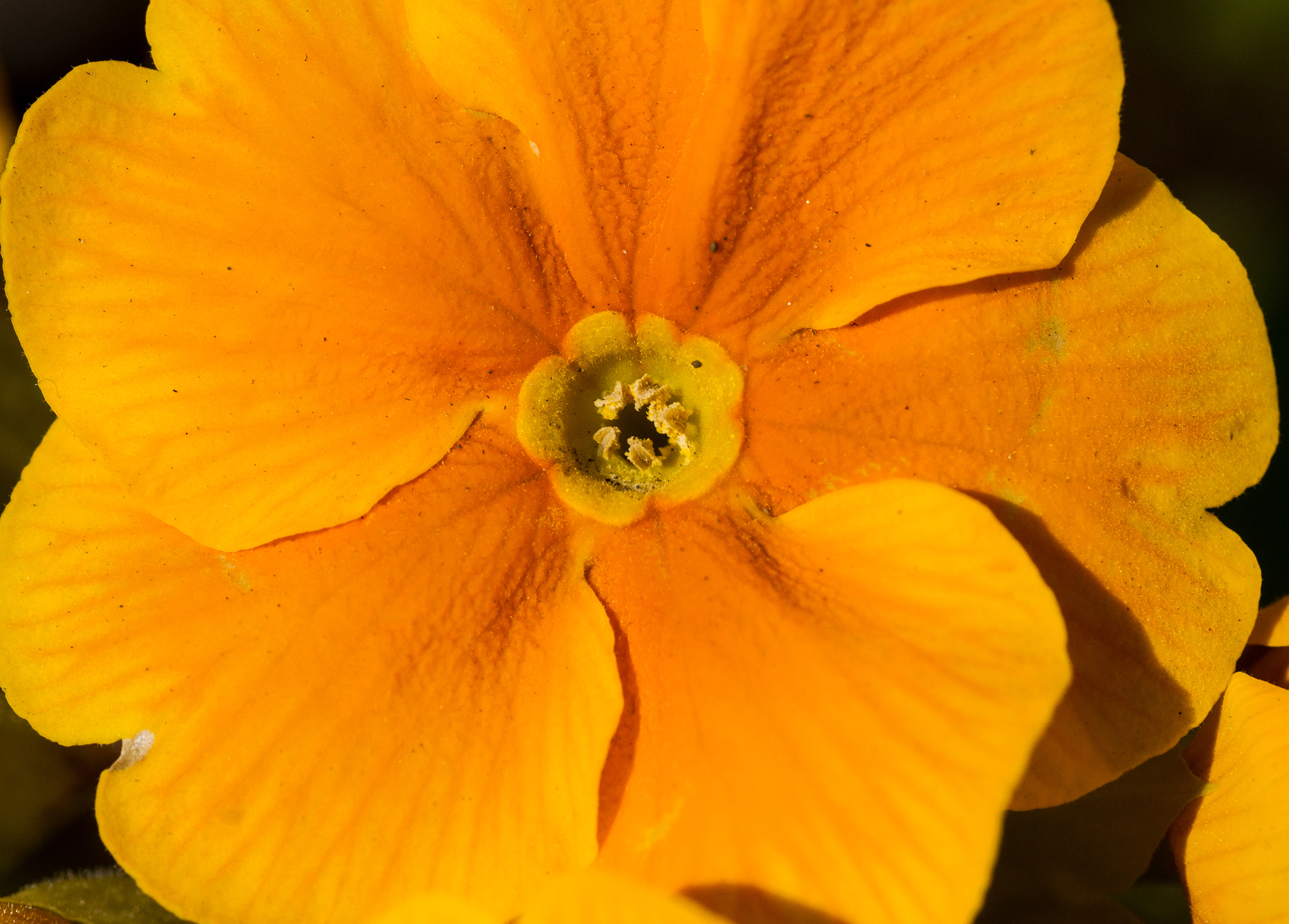 Sony Alpha DSLR-A450 + Minolta AF 100mm F2.8 Macro [New] sample photo. Sony dsc photography