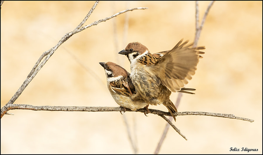 Canon EOS 5DS R + Canon EF 500mm F4L IS USM sample photo. Gorriones chillones copulando photography