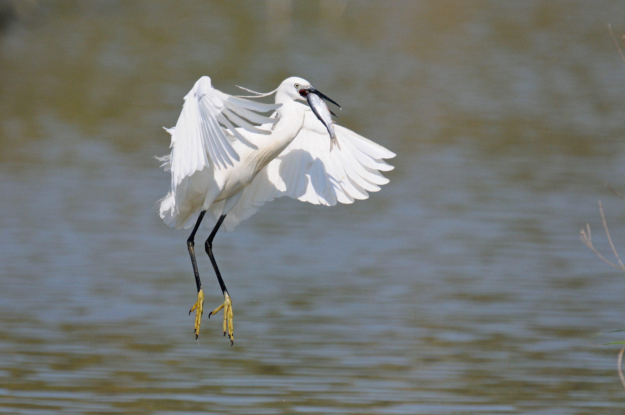 Nikon D300 + Nikon AF-S Nikkor 600mm F4G ED VR sample photo. Little egret and fish photography