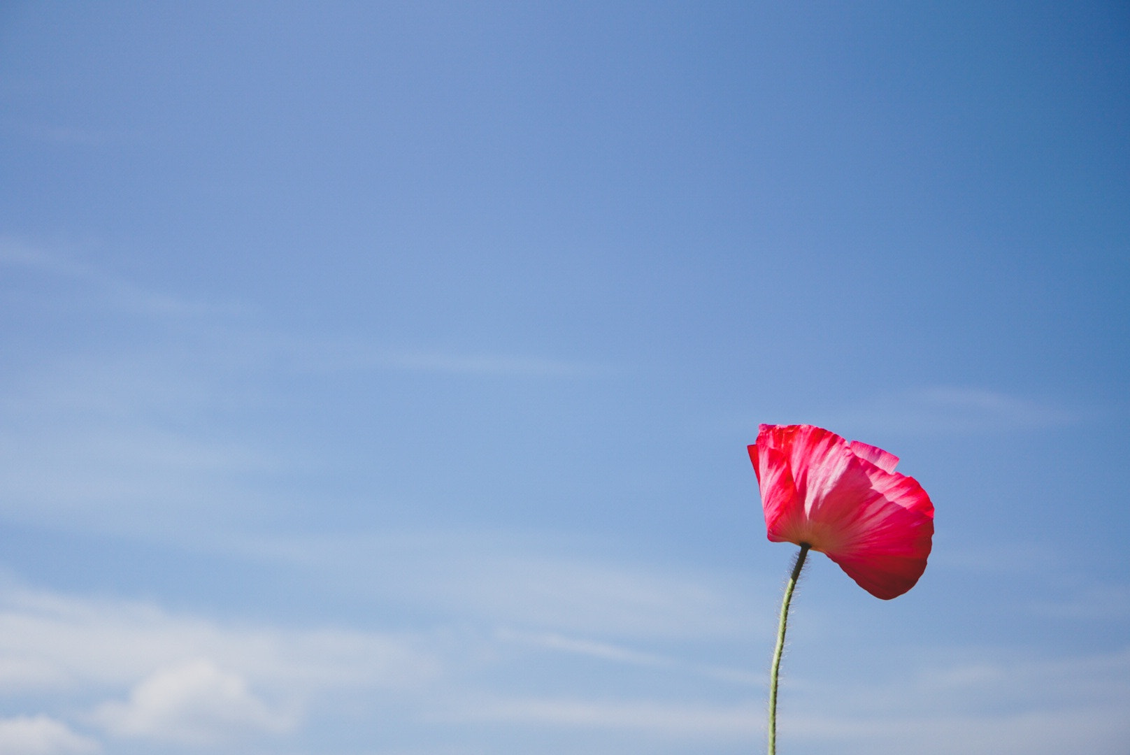 Sony a6300 + Sony E 30mm F3.5 Macro sample photo. Poppy in the sky photography