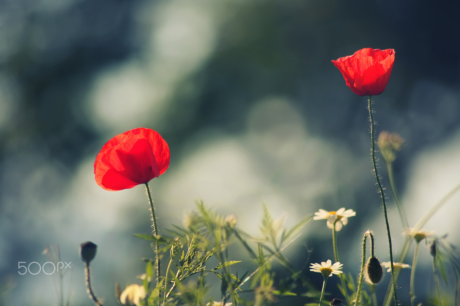Canon EOS 5D sample photo. Summer comes photography