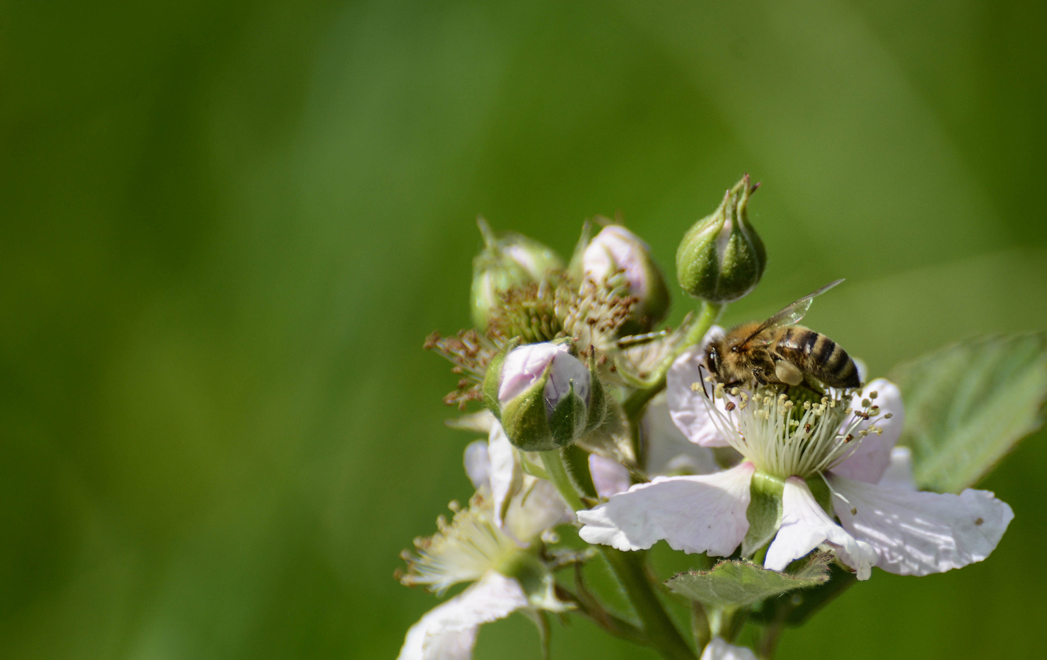 Nikon D7100 + Sigma 70-300mm F4-5.6 DG Macro sample photo. Blooming photography