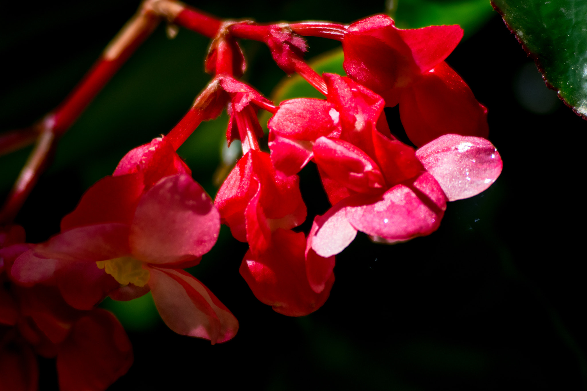 Pentax K-3 II + smc PENTAX-F 70-210mm F4-5.6 sample photo. Begonia lantern photography