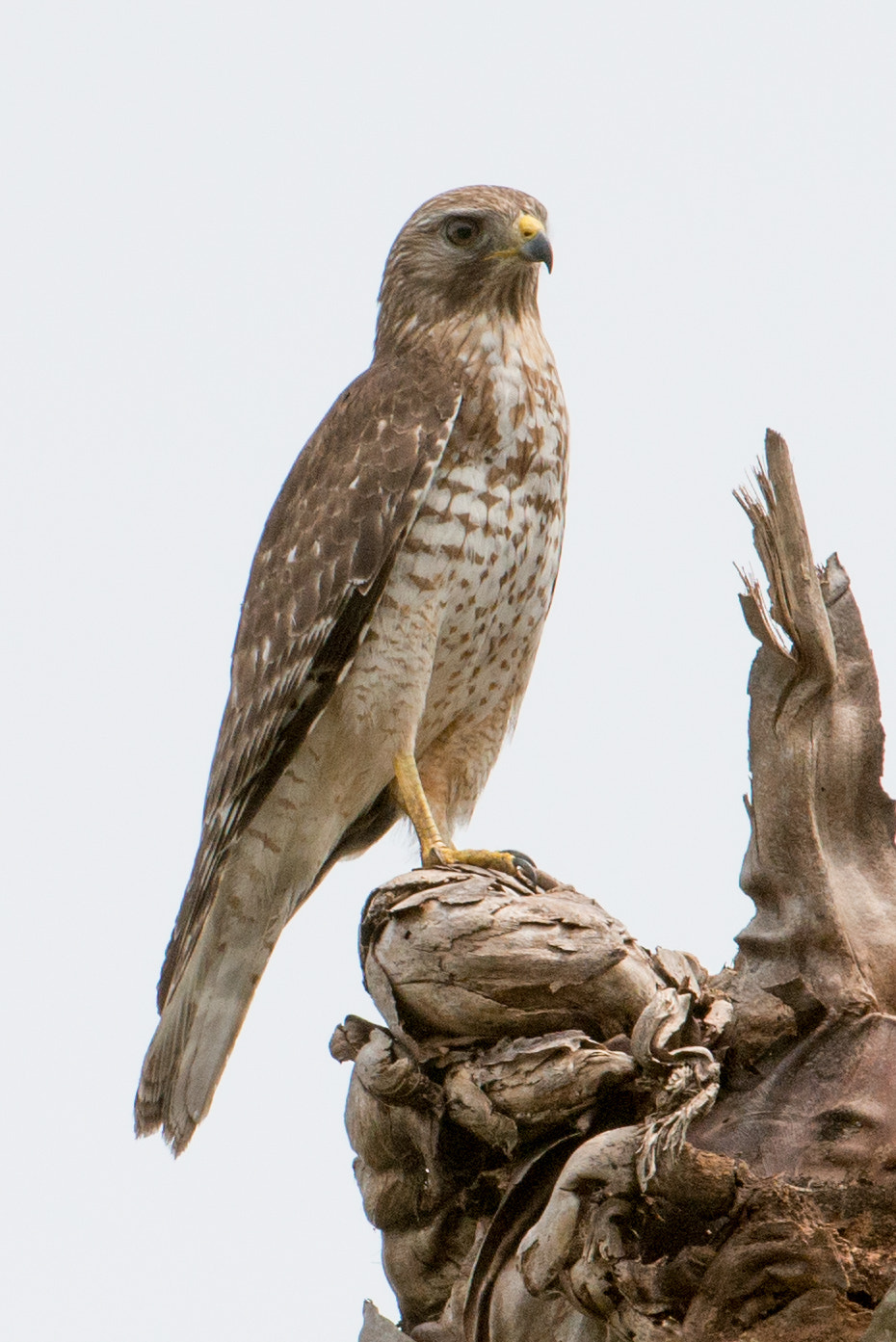Nikon AF-S Nikkor 200-400mm F4G ED-IF VR sample photo. Red shouldered hawk photography