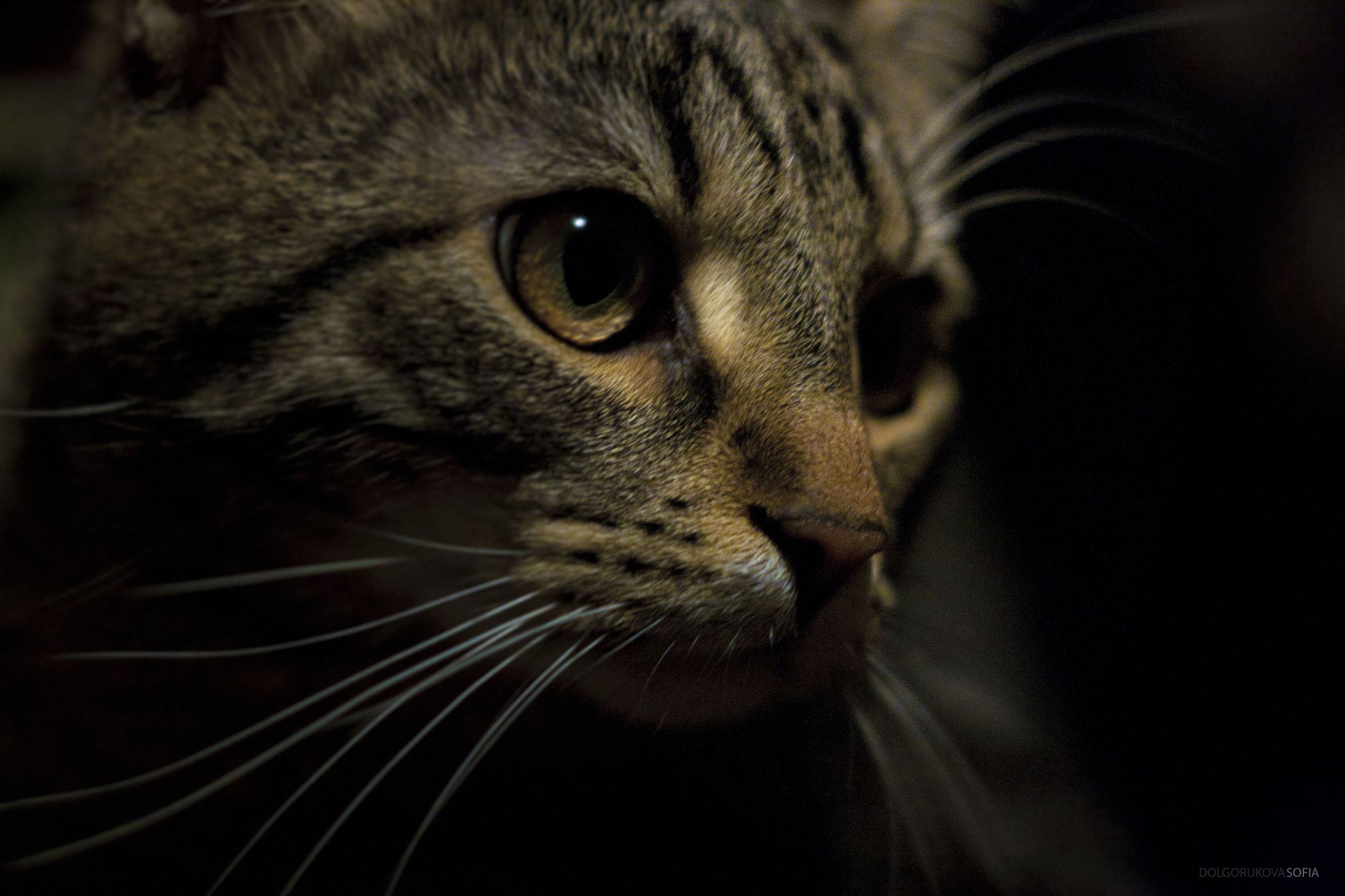 Canon EF 35-80mm f/4-5.6 sample photo. Cat photography