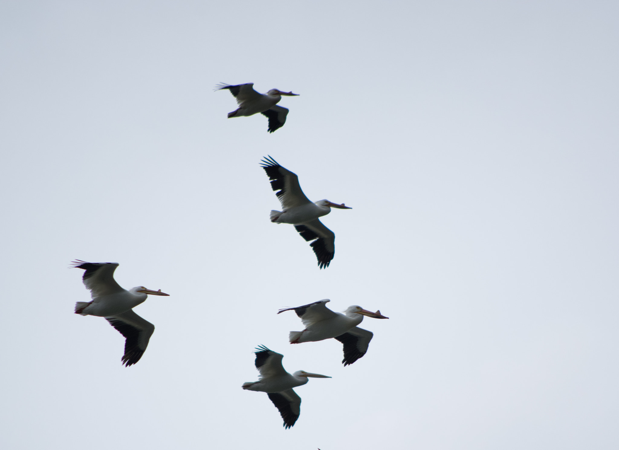 smc PENTAX-DA L 55-300mm F4-5.8 ED sample photo. A pod of pelicans photography