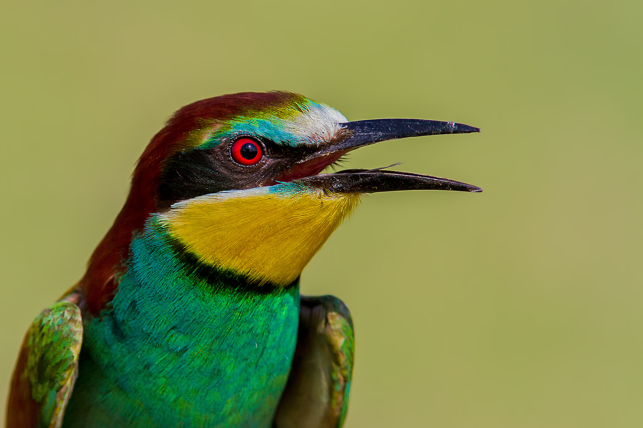 Canon EF 300mm F4L IS USM sample photo. Merops apiaster photography