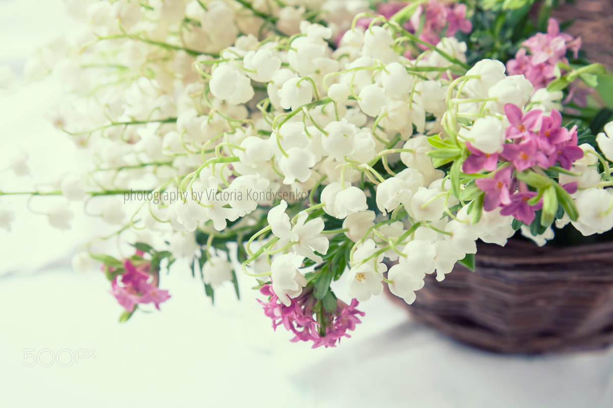 Canon EOS 1000D (EOS Digital Rebel XS / EOS Kiss F) sample photo. White lily of the valley on a light wooden table photography