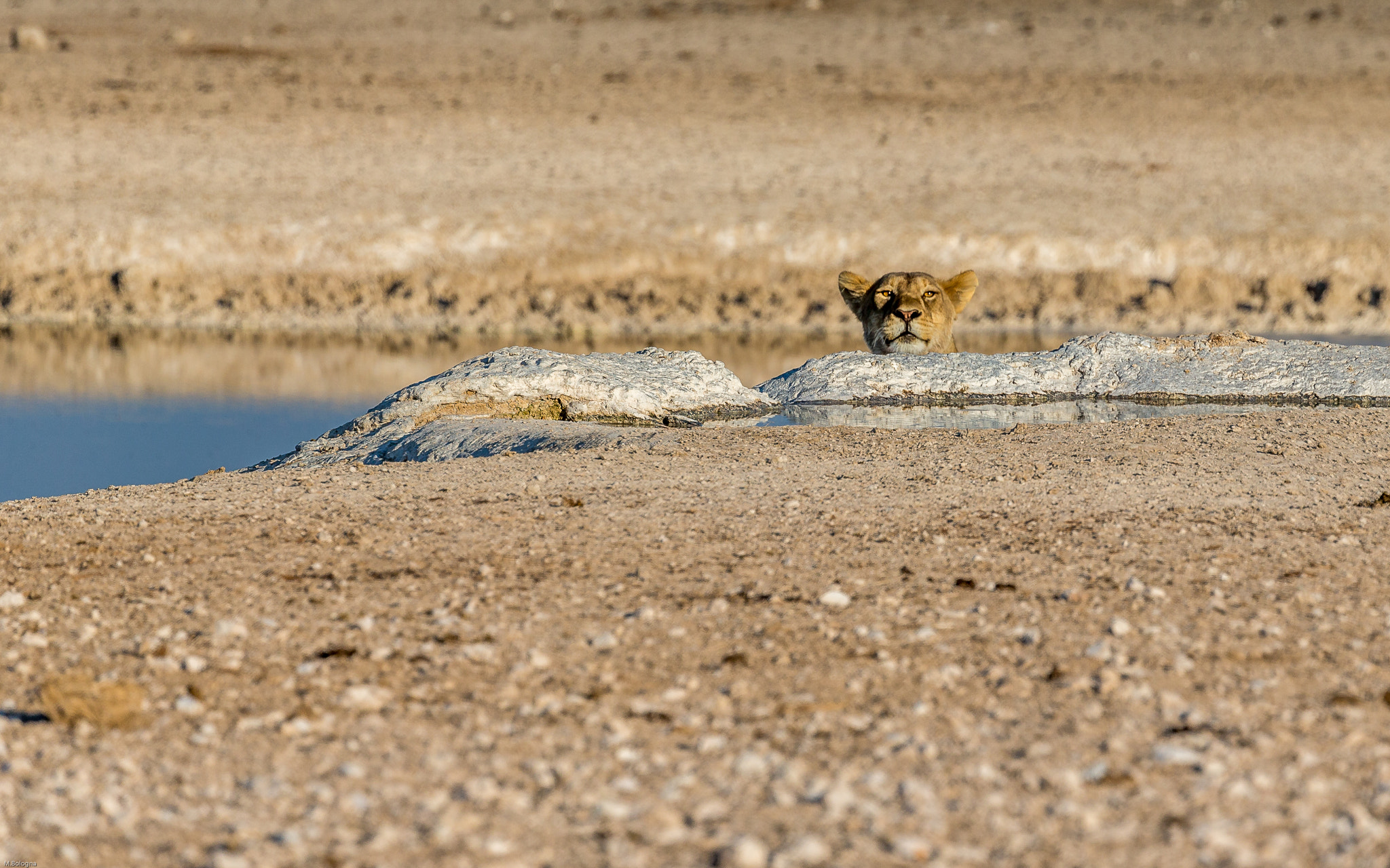 Canon EF 100-400mm F4.5-5.6L IS II USM sample photo. Watching me photography