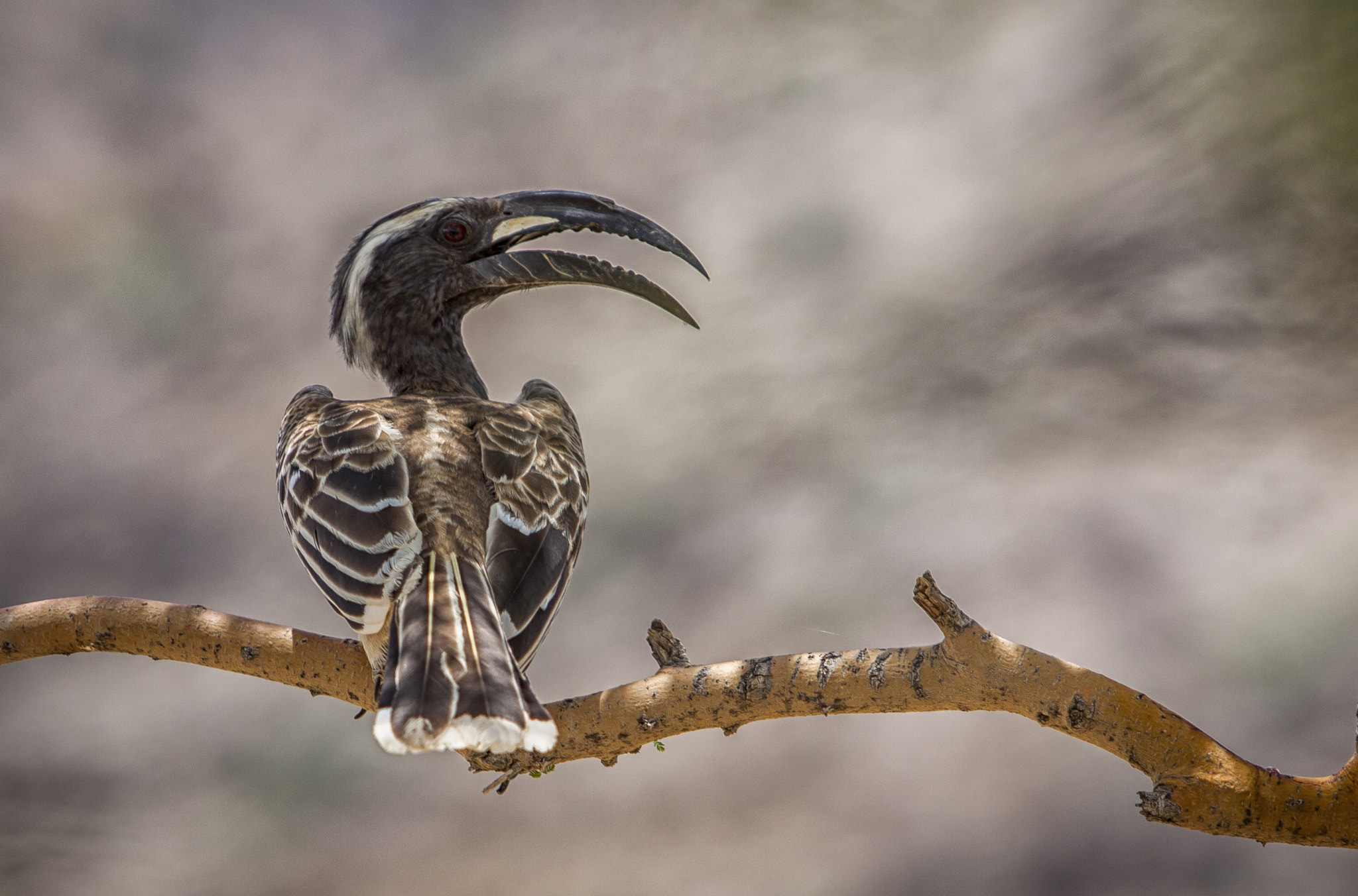 Canon EF 70-200mm F2.8L USM sample photo. Birdtawwk photography