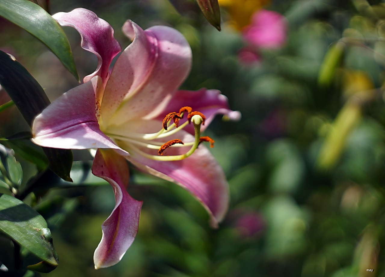 Sony SLT-A65 (SLT-A65V) + Minolta AF 50mm F1.7 sample photo. Lily.. photography