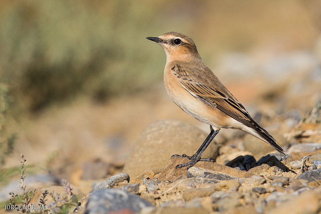 Canon EF 500mm F4L IS II USM sample photo. Collalba gris (oenanthe oenanthe). photography