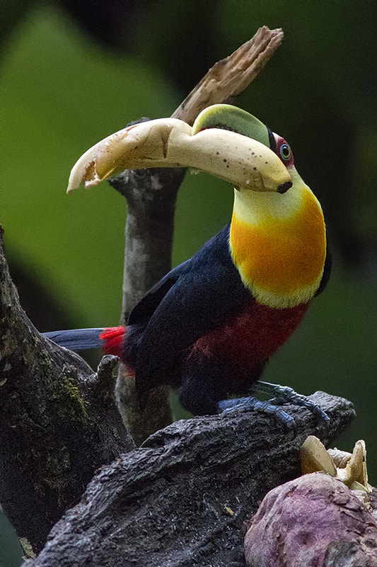 Canon EF 300mm F4L IS USM sample photo. Red-breasted toucan photography