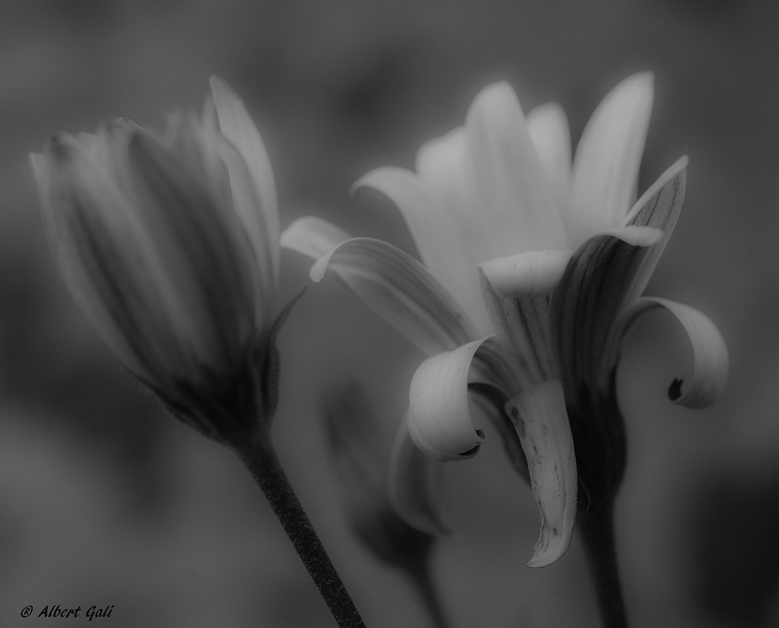 Nikon D610 + Nikon AF Micro-Nikkor 60mm F2.8D sample photo. Dream photography