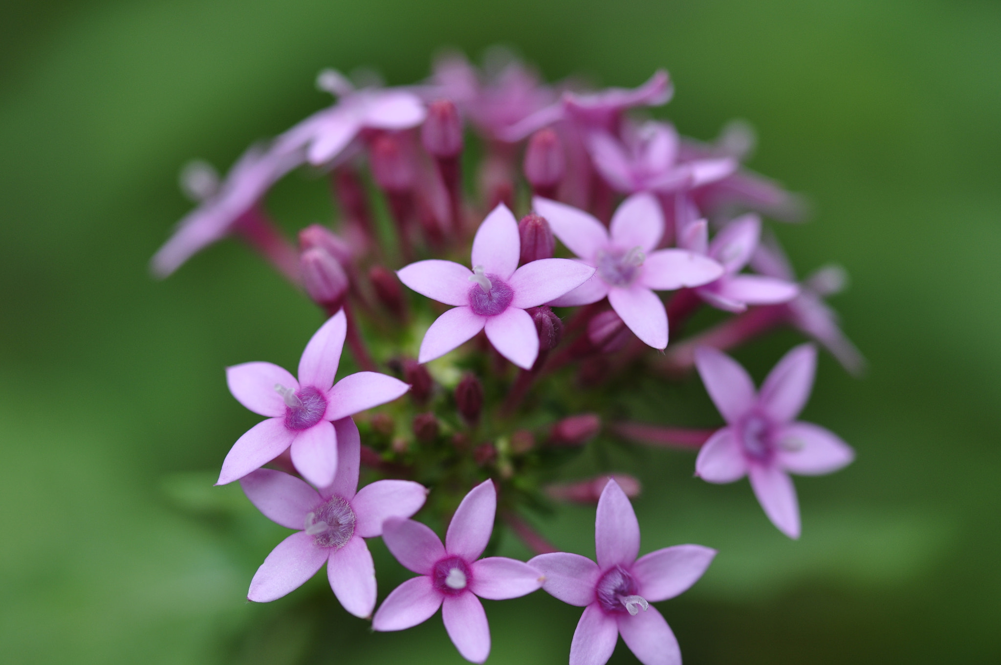 Sigma 105mm F2.8 EX DG OS HSM sample photo. Untitled photography