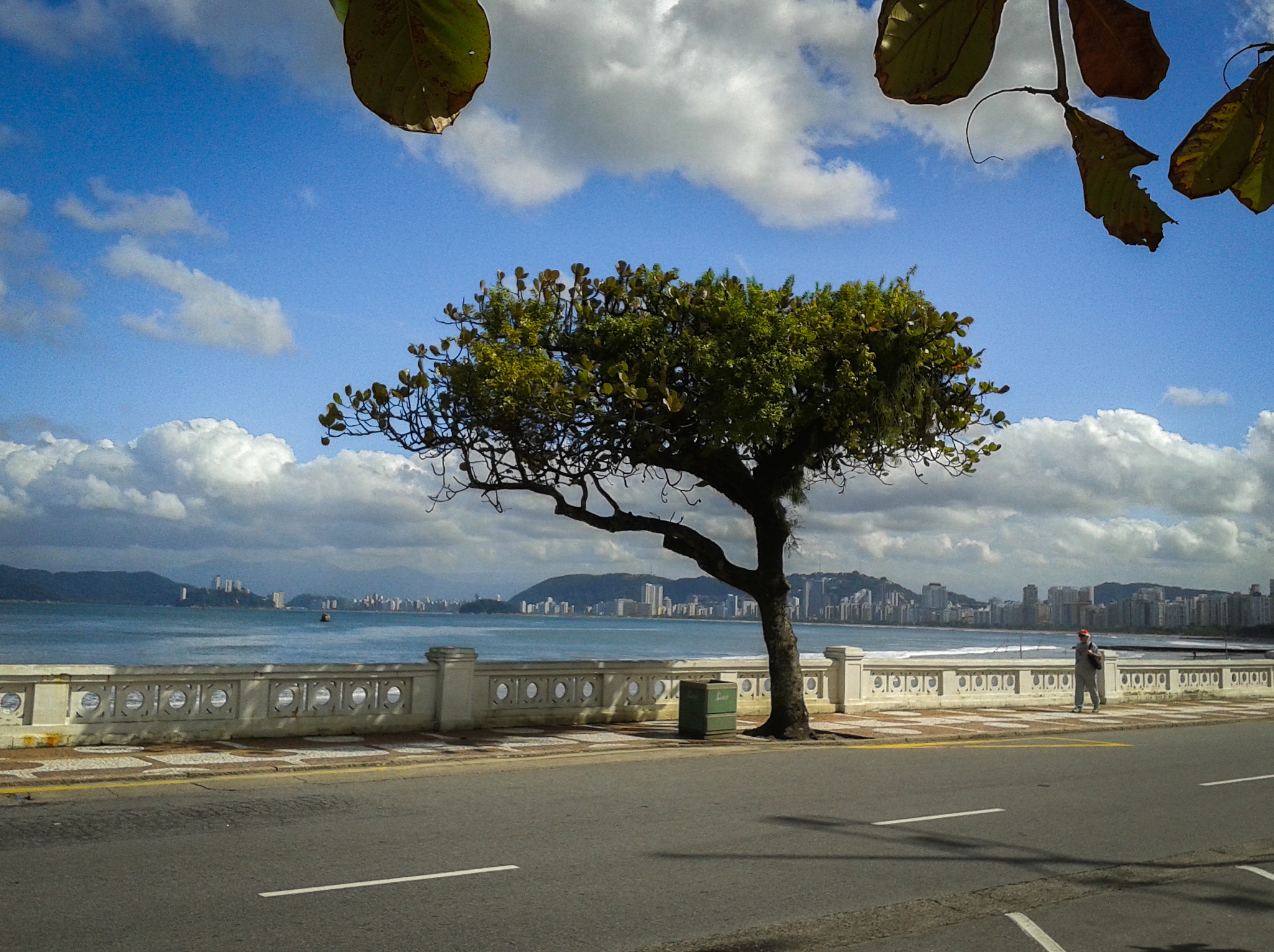 Samsung Galaxy Win sample photo. Tree on the boulevard - santos - brasil photography
